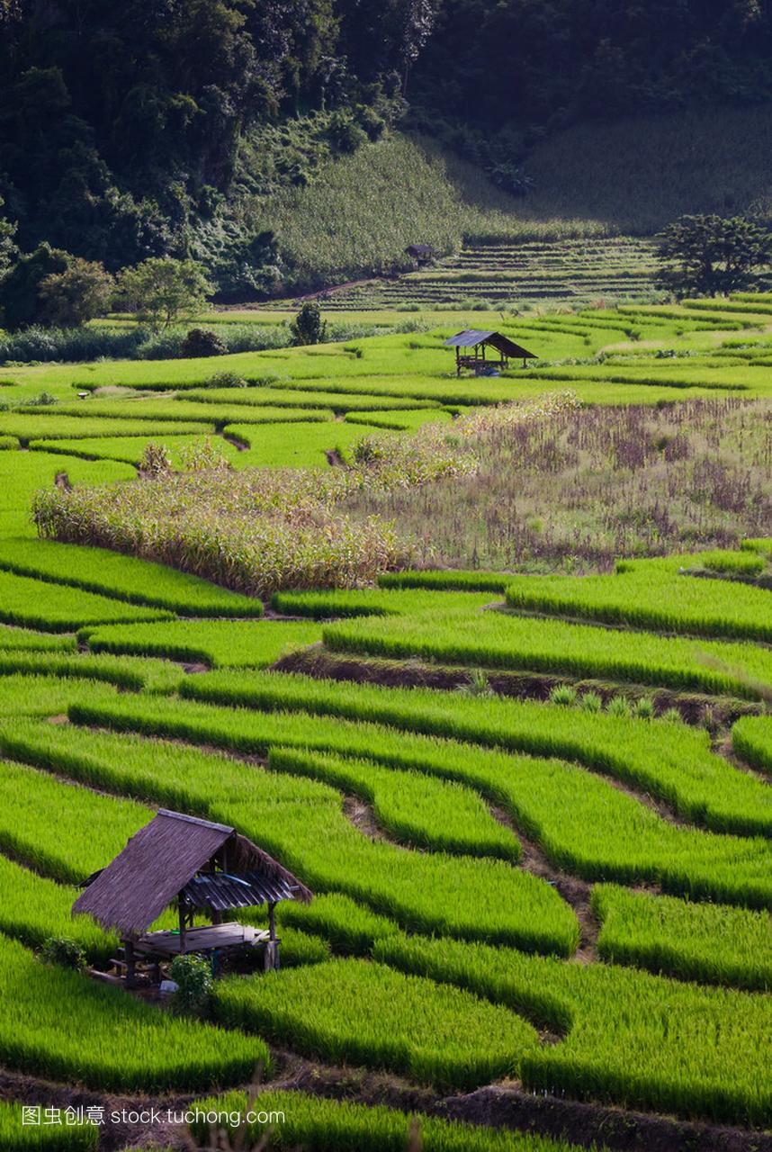 水稻 field4