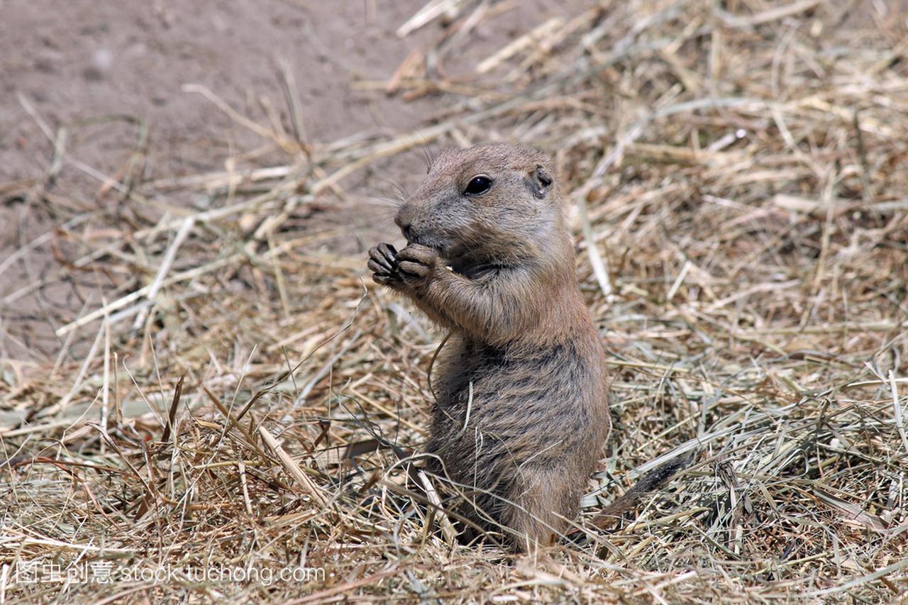草原犬鼠吃野生动物的食物
