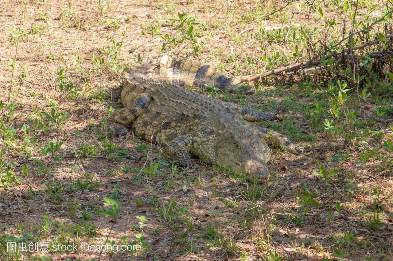 在南非克鲁格国家公园的危险非洲鳄鱼。自然主