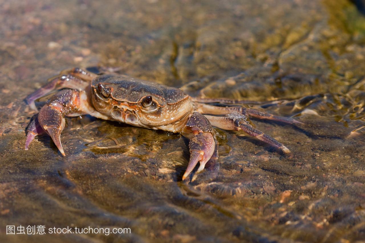螃蟹在意大利的一条河流的岸边