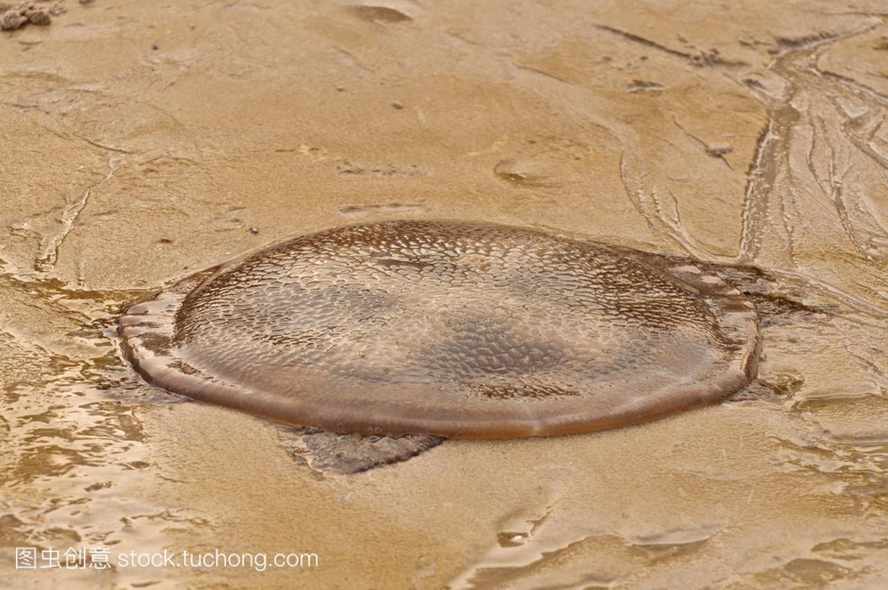 在泰国海滩上危险水母