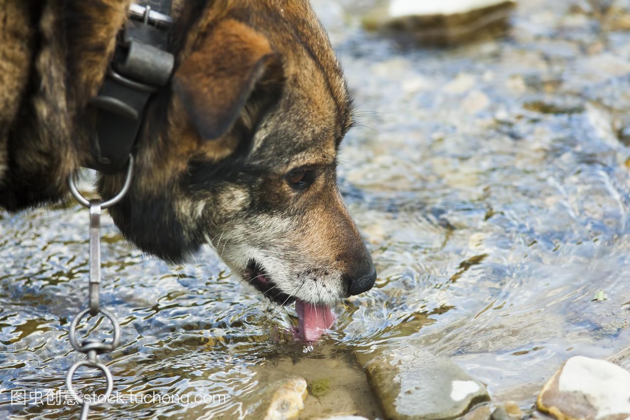 狗喝水摄影图片-狗喝水摄影作品-千库网