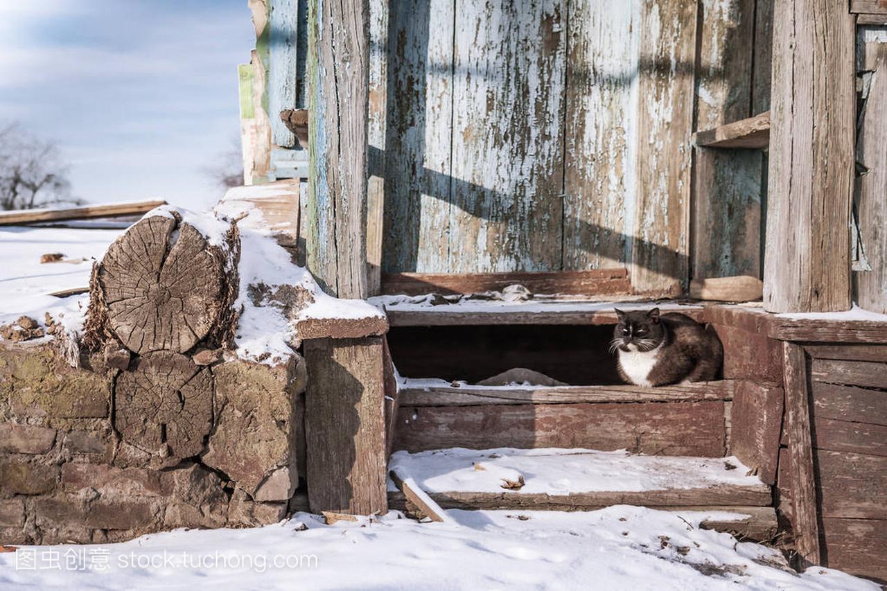 被遗弃的房子与家猫在冬季的一天