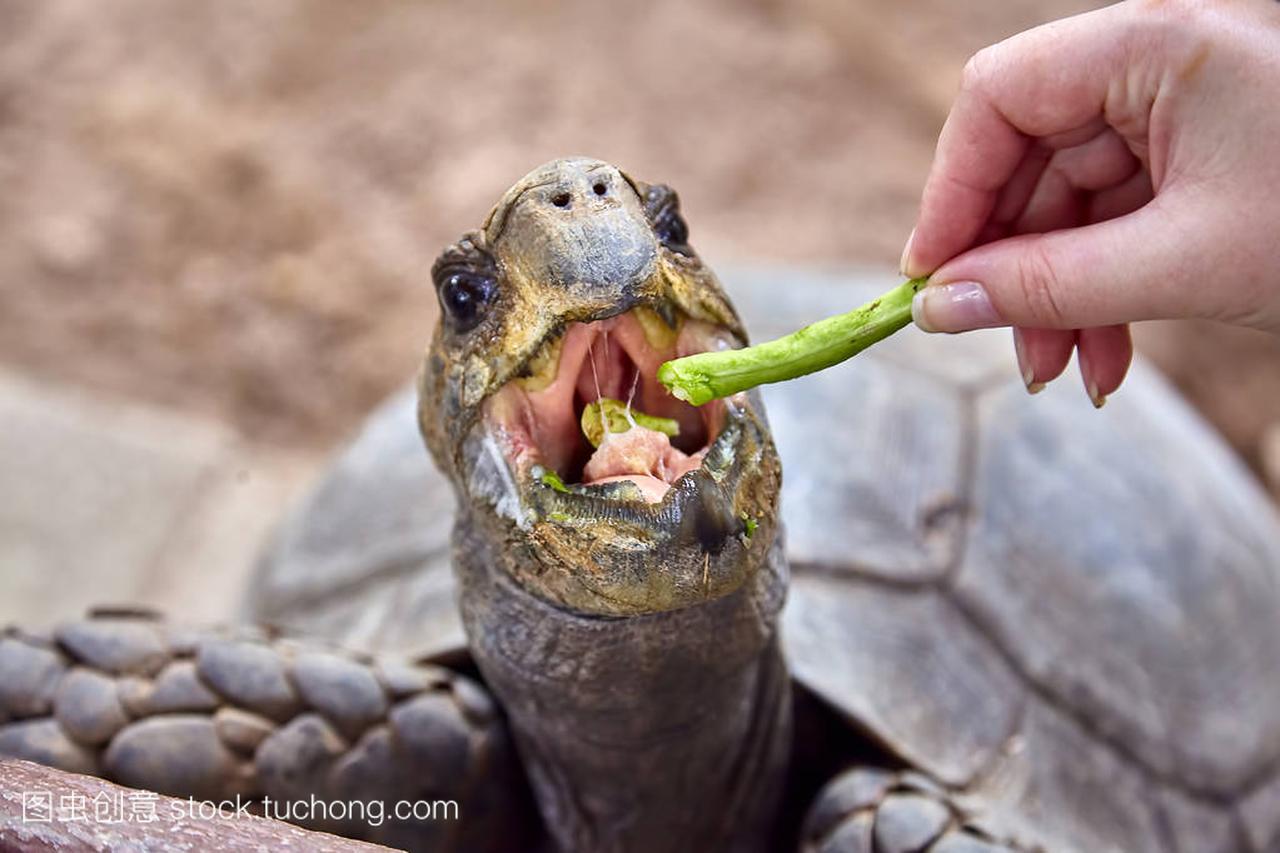 巨型加拉巴哥象龟吃特写