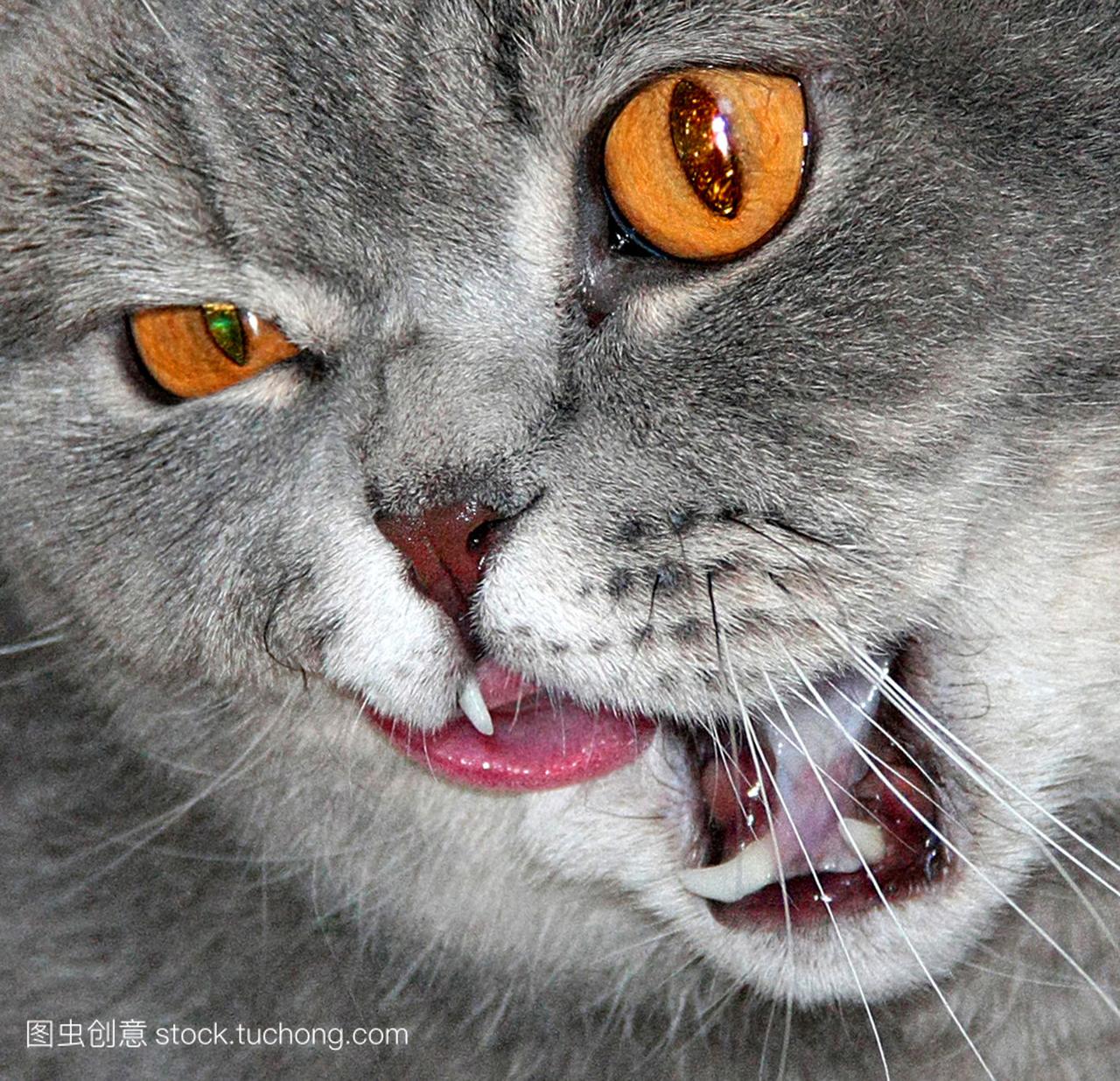 猫咪的眼睛颜色的琥珀色