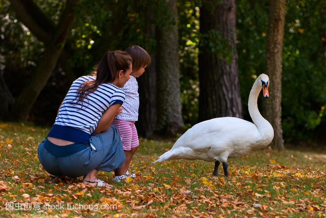 Acquaintance with a swan .
