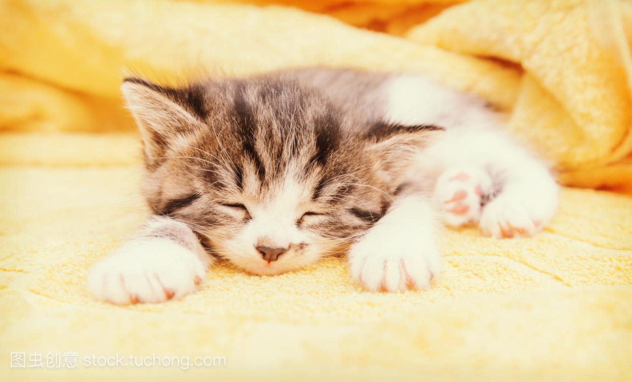 小猫睡上一条毛巾