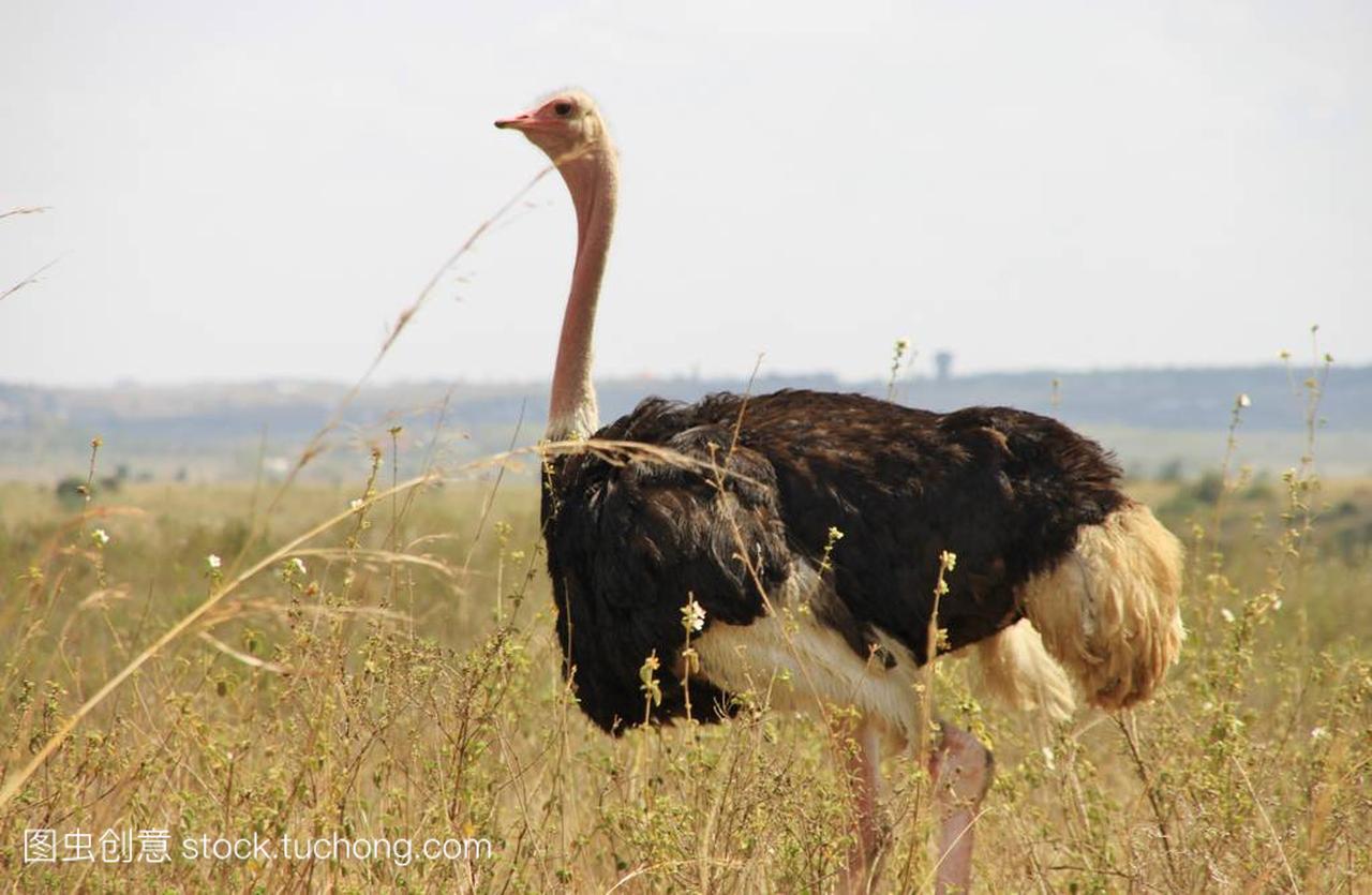 在内罗毕国家公园,内罗毕,肯尼亚,东非共同鸵鸟