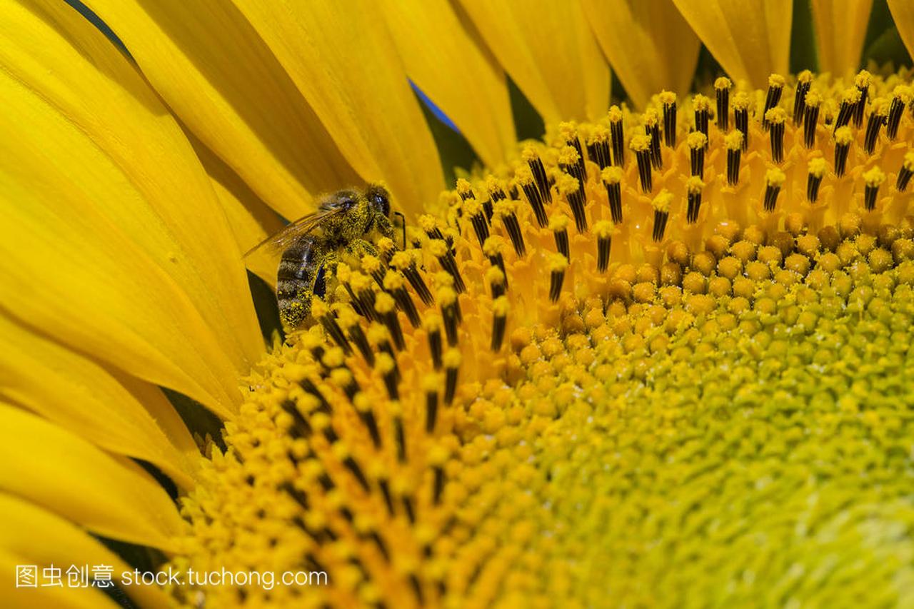 试图找到最好的花粉的向日葵,头上的蜜蜂宏