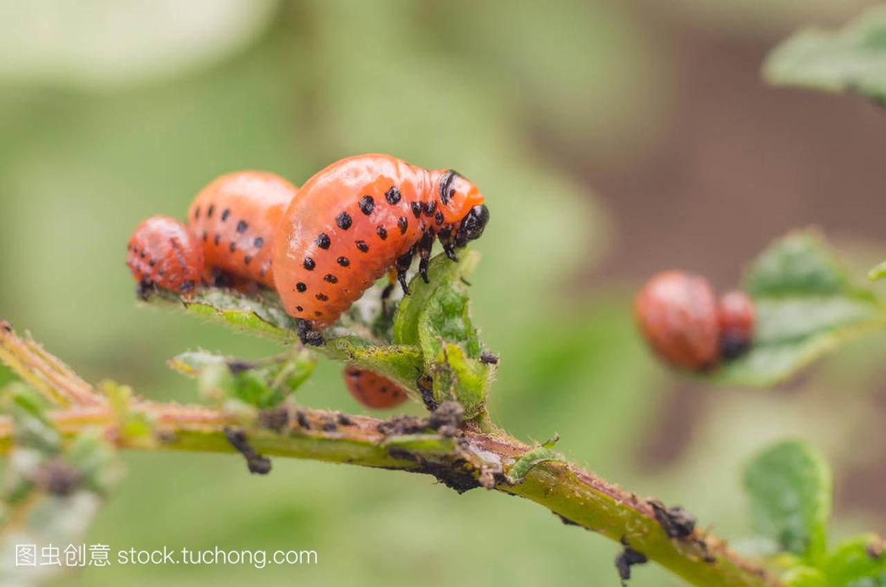 红色的科罗拉多马铃薯甲虫的幼虫吃马铃薯叶片