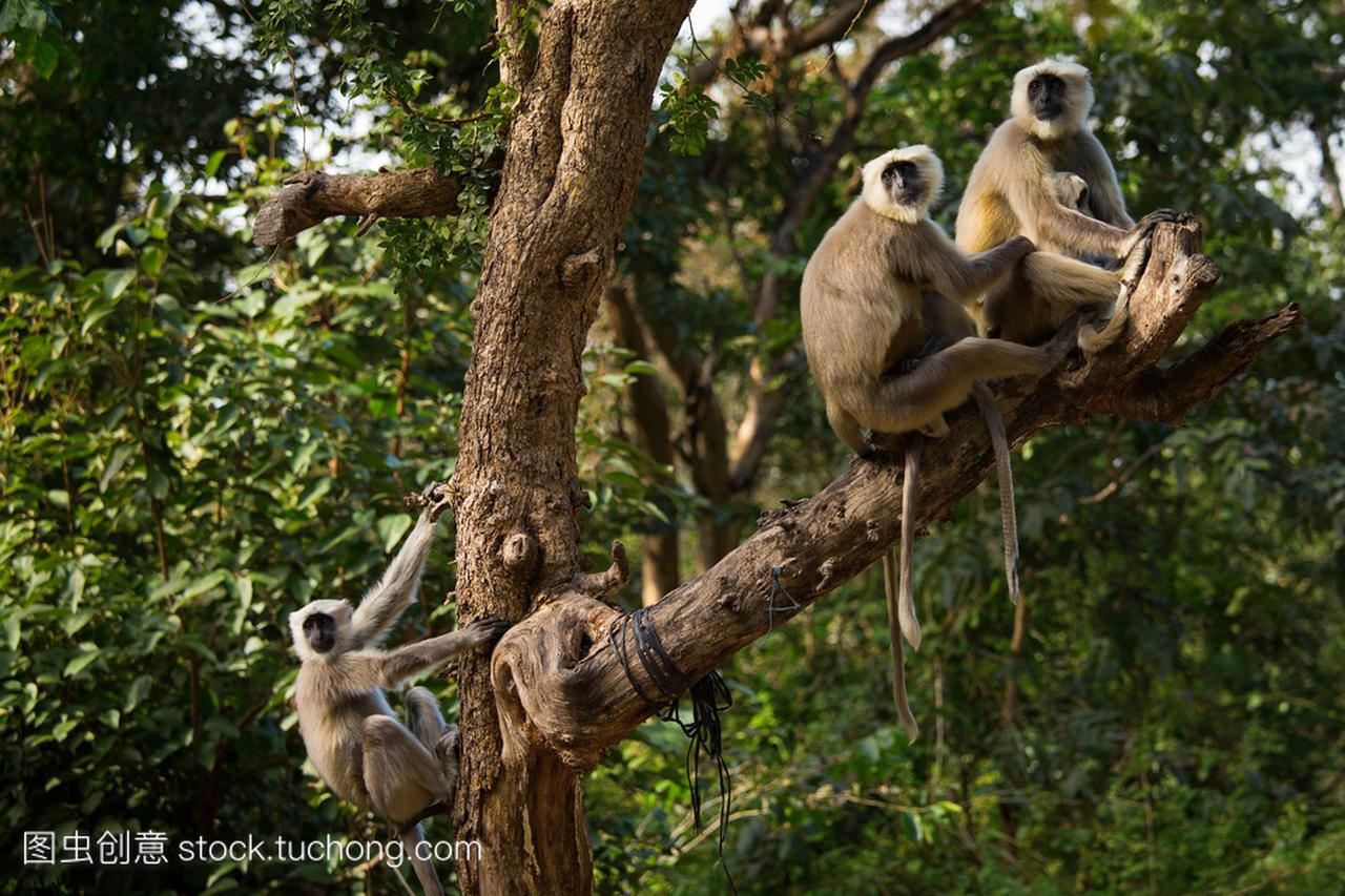 在树中在瑞诗凯诗,印度黑猴子