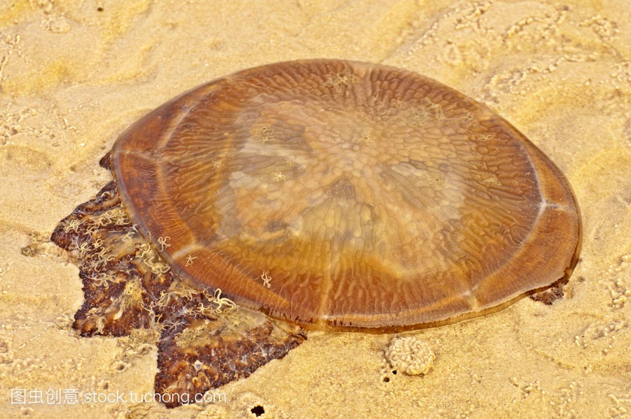 在泰国海滩上危险水母