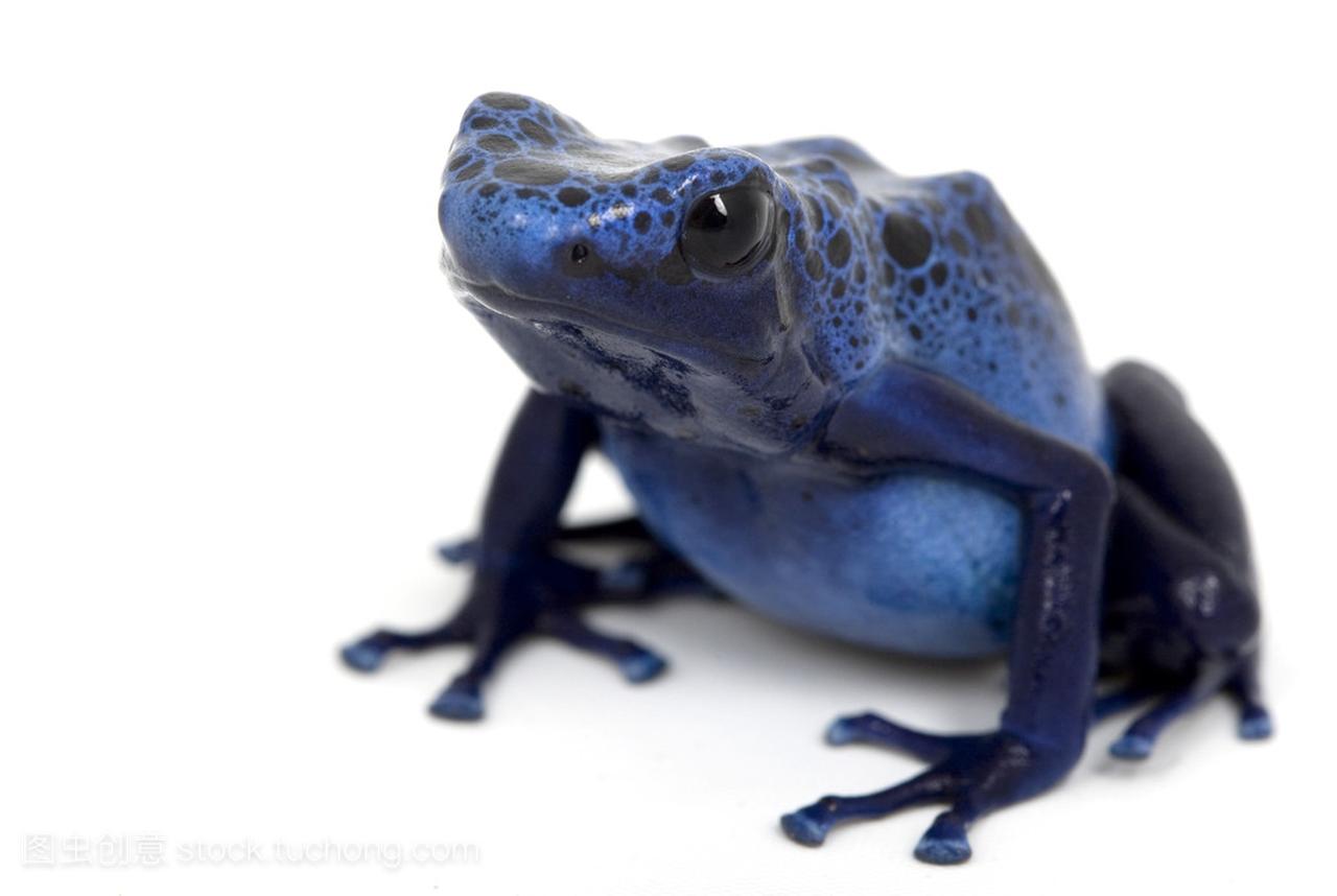 蓝色的箭毒蛙