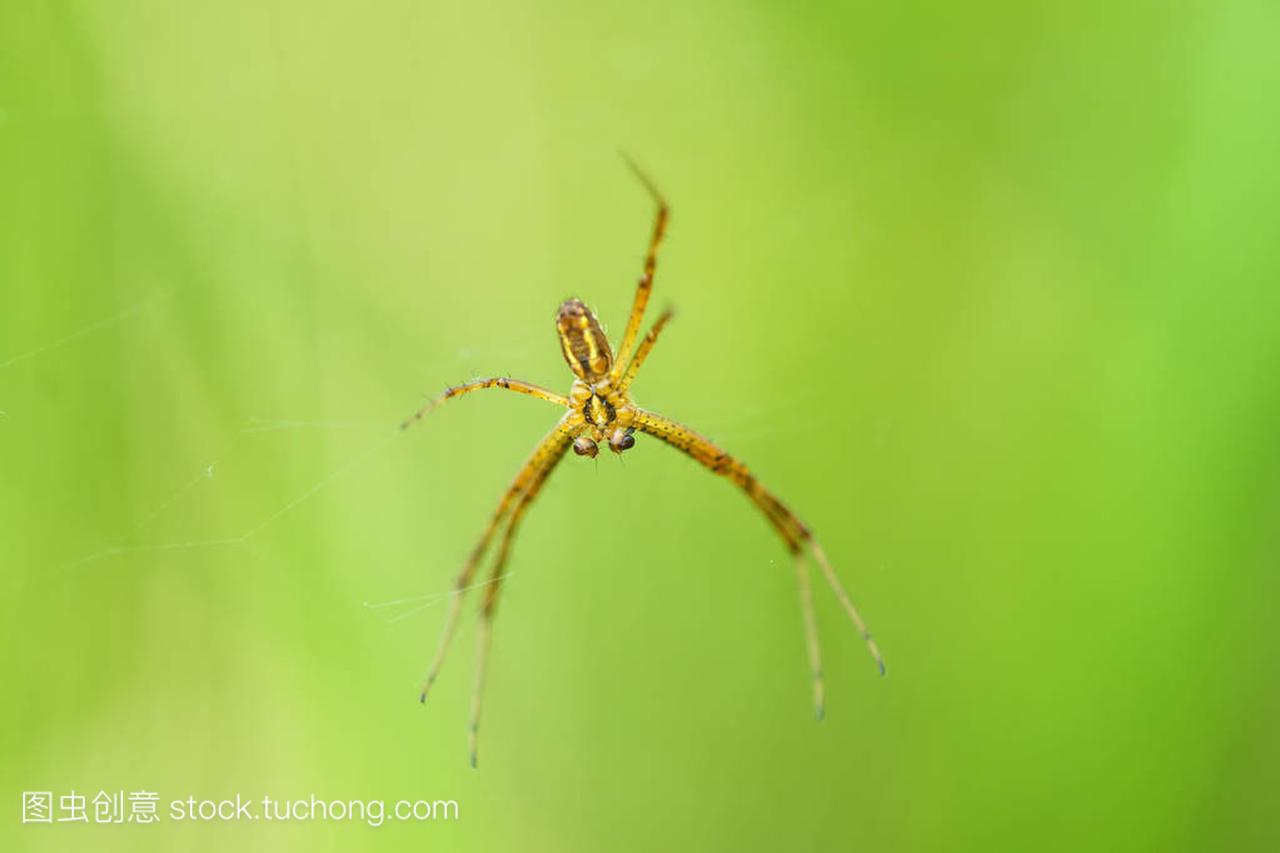 横纹金蛛,雄性蜘蛛在它的网络