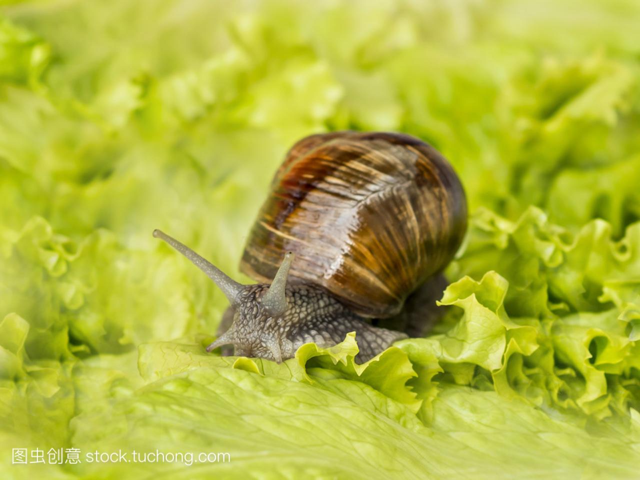 勃艮第蜗牛吃莴苣叶