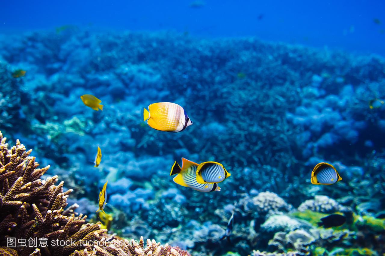 美丽的珊瑚和热带海里的鱼