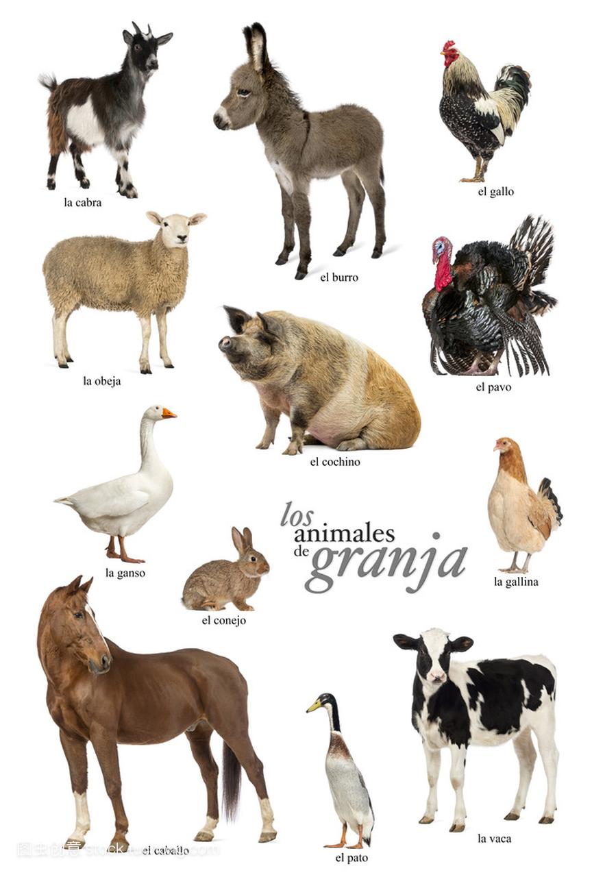 农场动物西班牙语教育海报