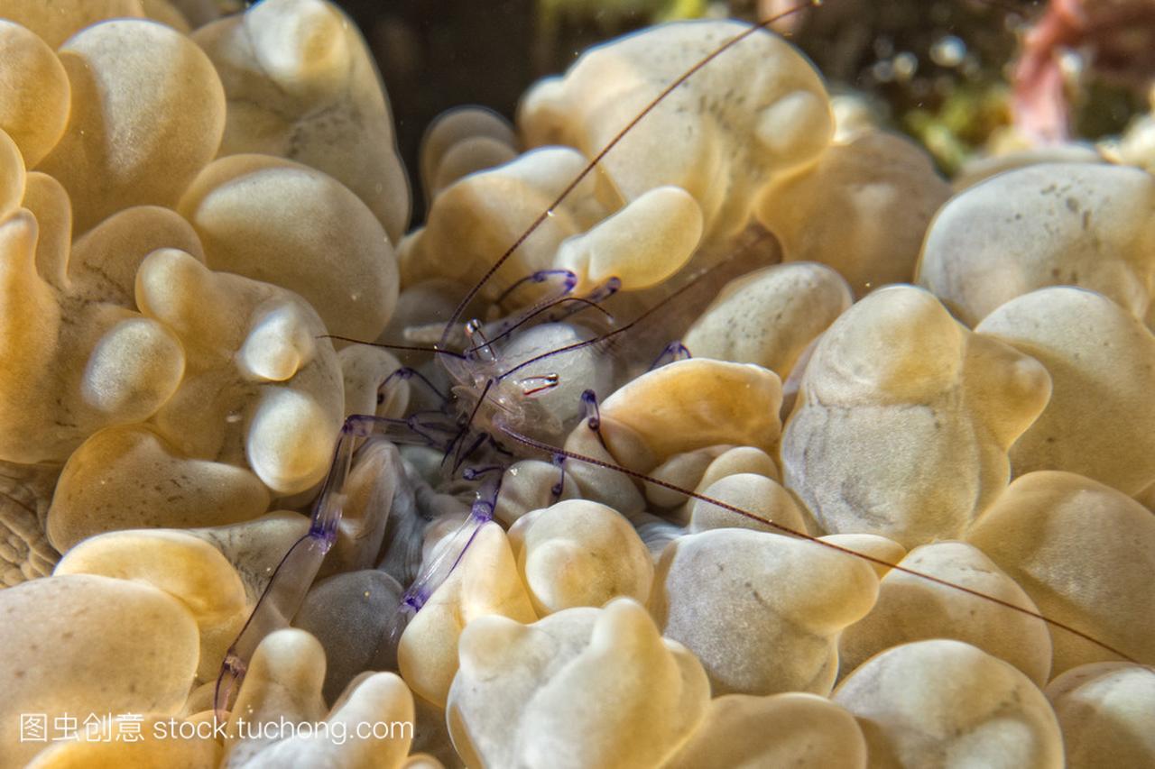 气泡珊瑚 vir 蔓虾