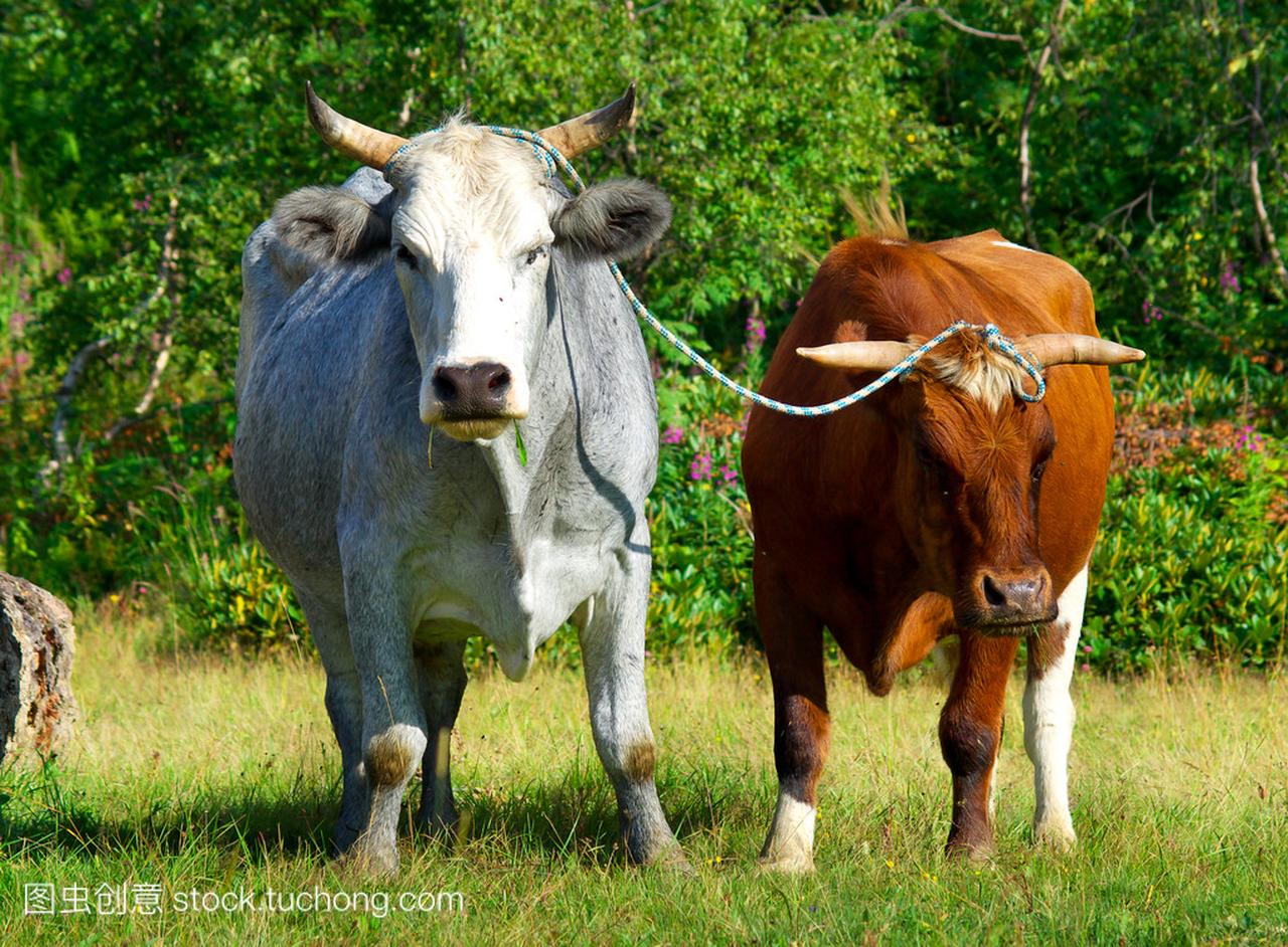 绿色草地上的两个牛