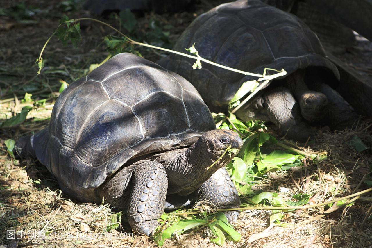 亚达伯拉象龟吃树叶
