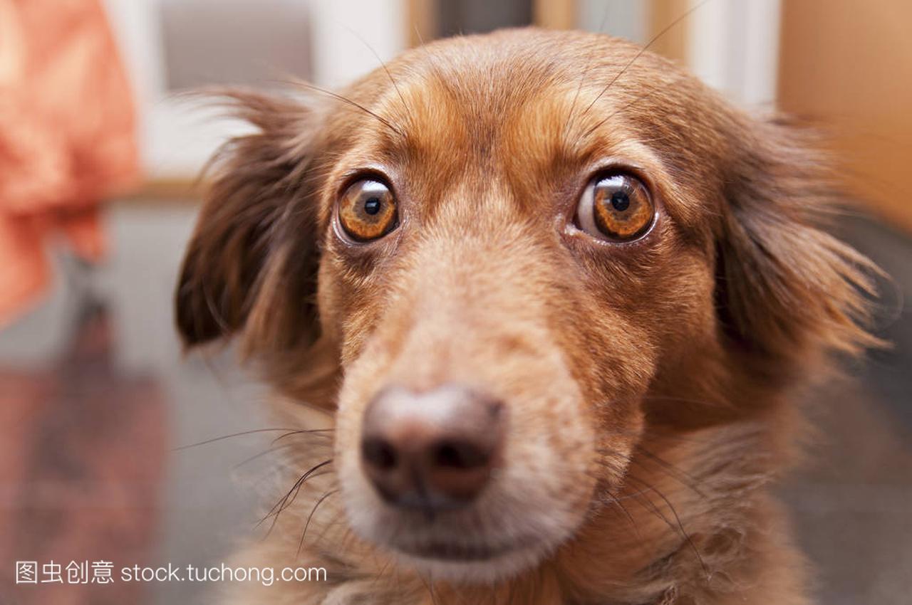 棕色的狗,带着悲伤的表情的肖像