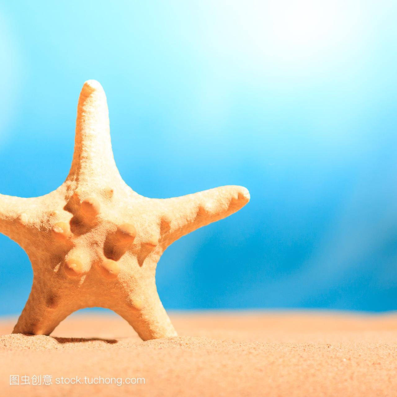 干净金沙滩上的海星