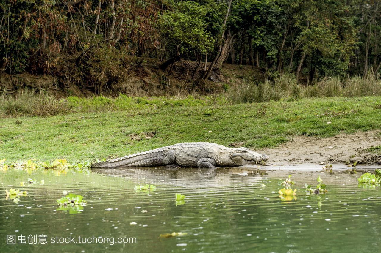鳄鱼在皇家奇特旺国家公园,尼泊尔