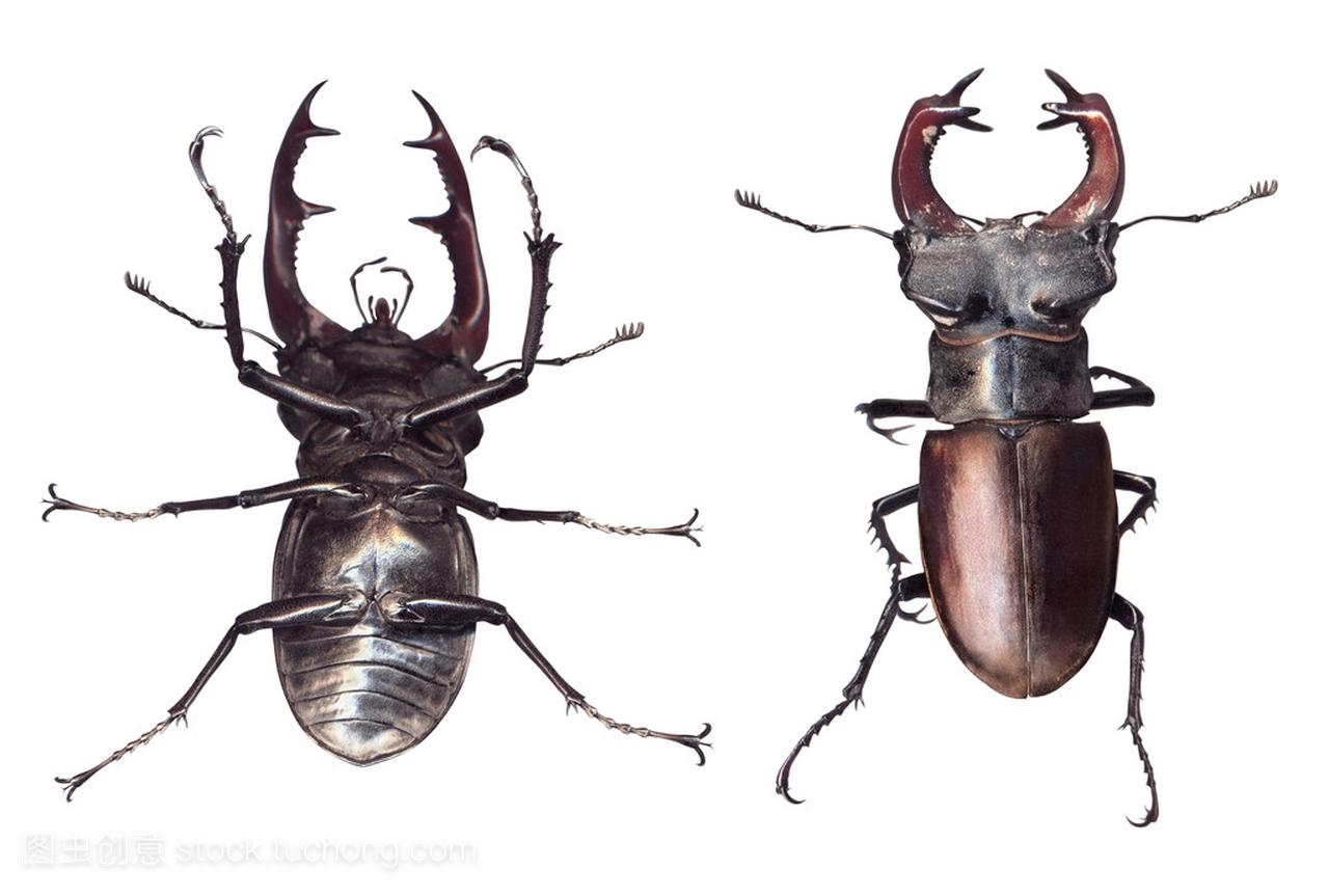 锹虫 lucanus 鹿上白色孤立。顶部和底部