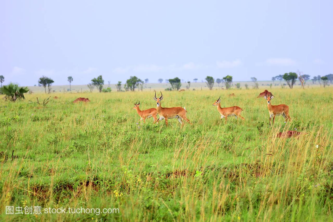 羚羊苇,乌干达,非洲
