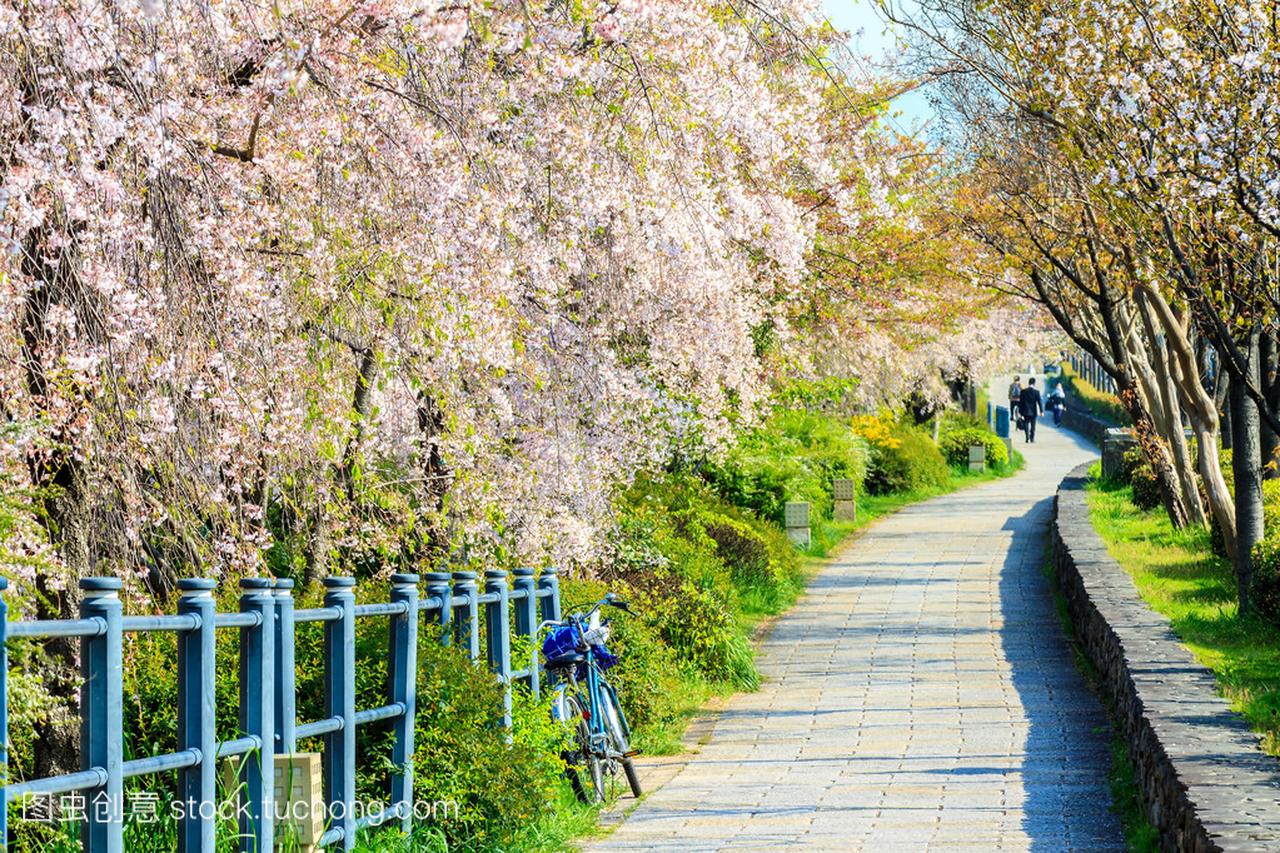 在日本京都的樱花季节