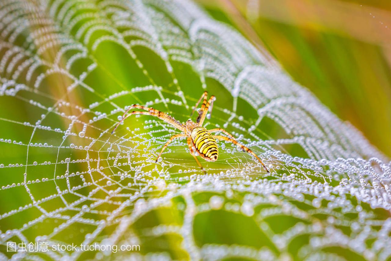 横纹金蛛,金蛛,水滴和清晨的露水所涵盖的蜘蛛