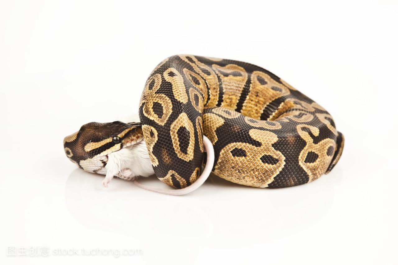 Python 皇家 python 的前面吃鼠标,球蟒蛇,蟒蛇丽