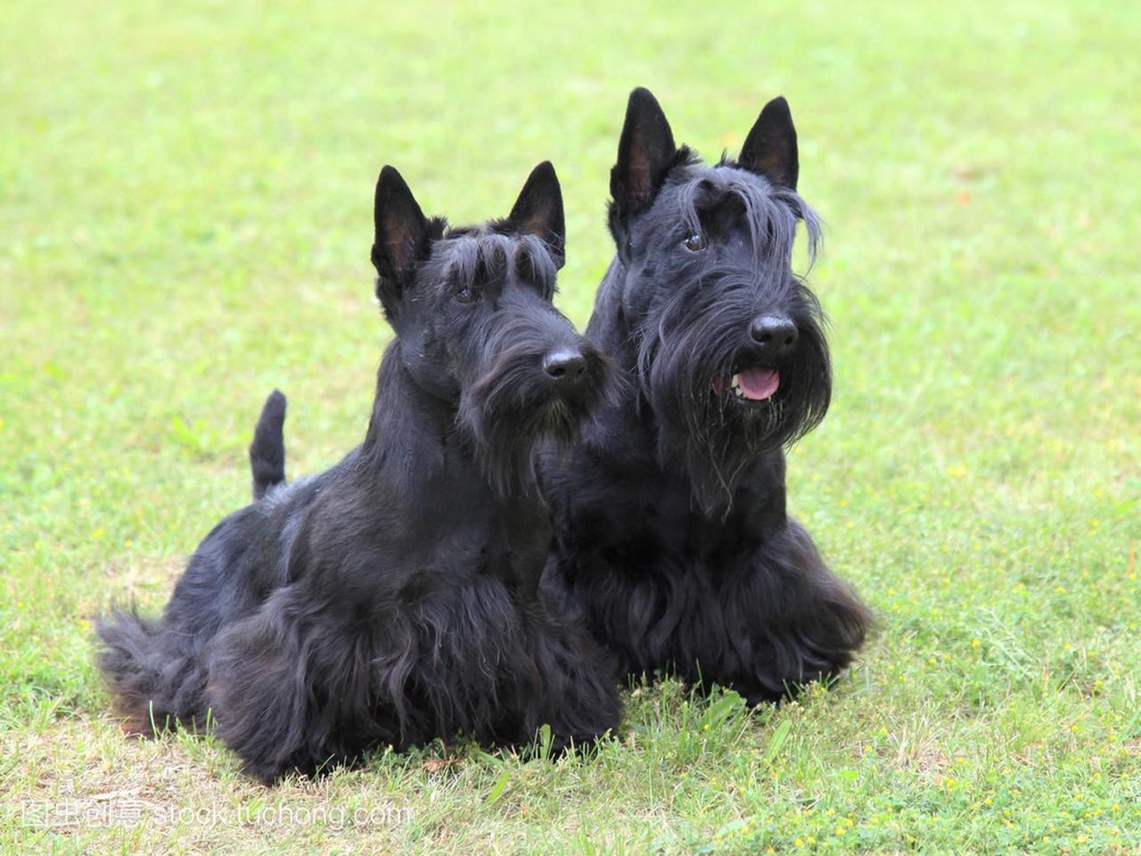 两个苏格兰梗犬的画像