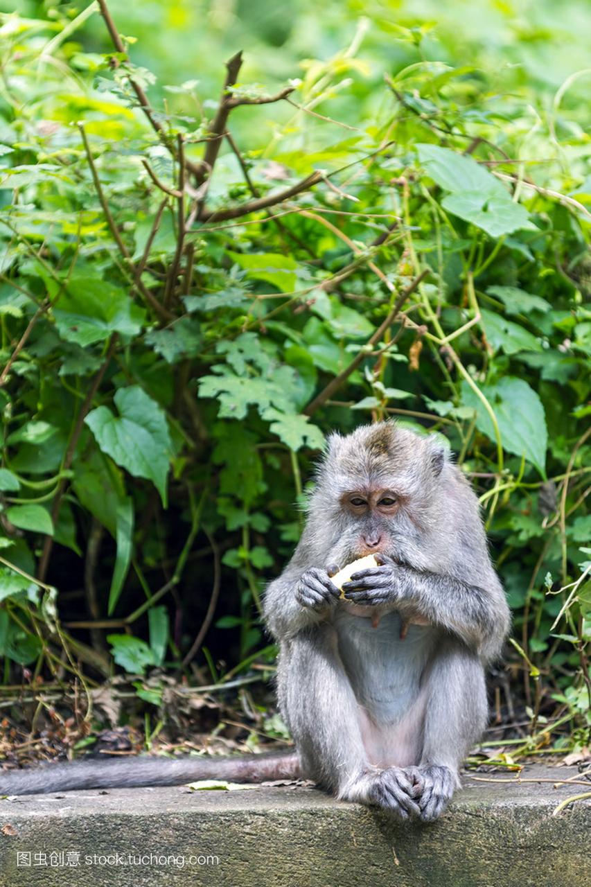巴厘岛乌布林中吃水果的猴子