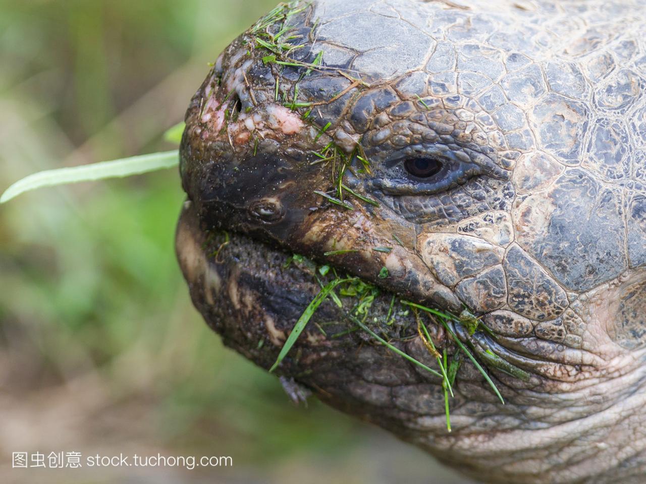 加拉巴哥象龟吃