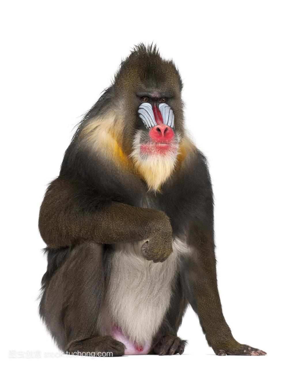 Mandrill 坐,魈,22 岁,白色背景的旧世界猴