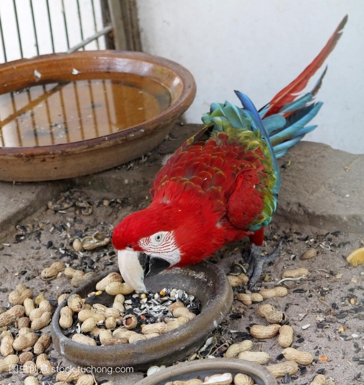 美丽猩红色红色和绿色金刚鹦鹉吃他的食物