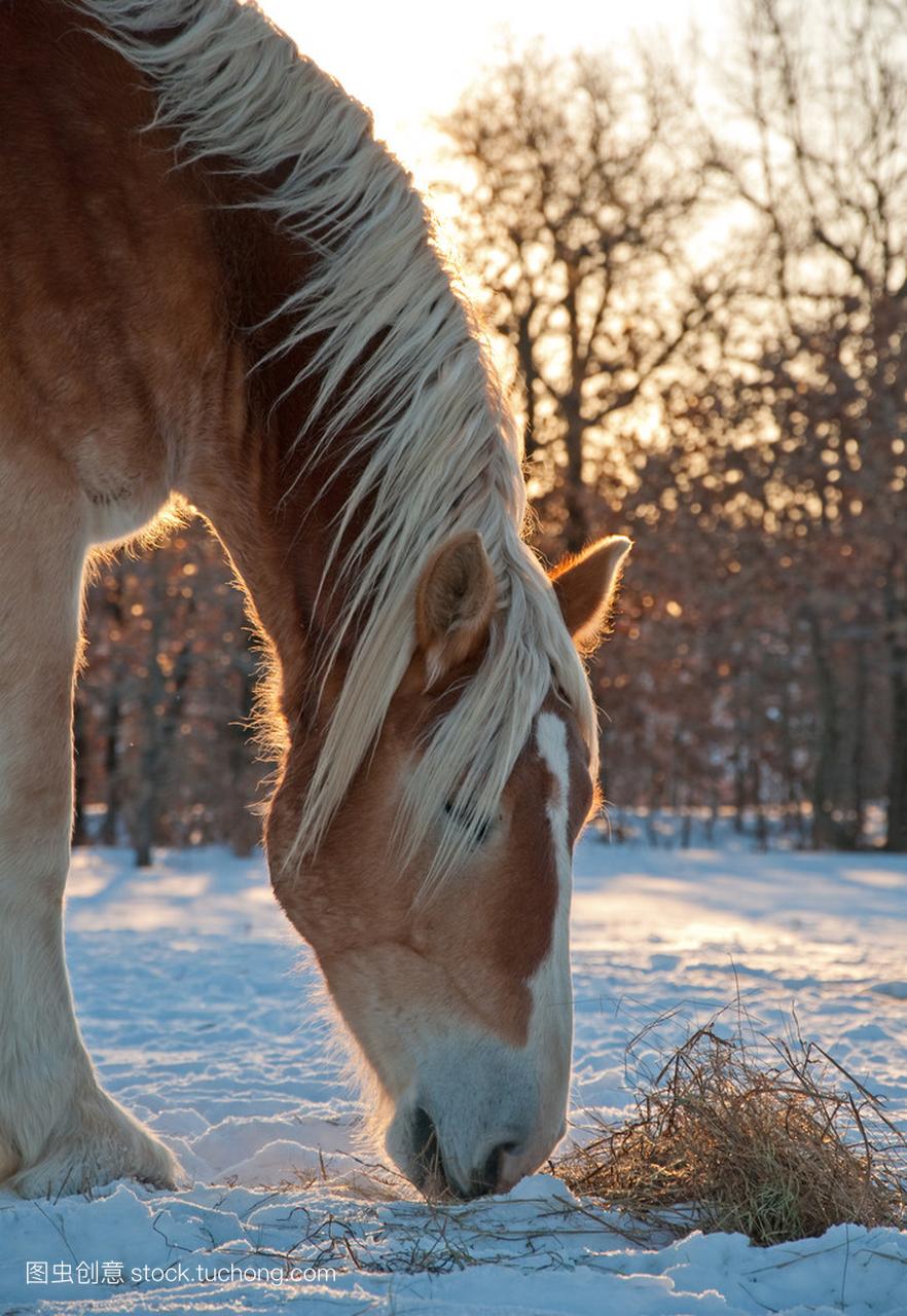 比利时草案马啃上他的冷,霓虹闪耀的干草冬天