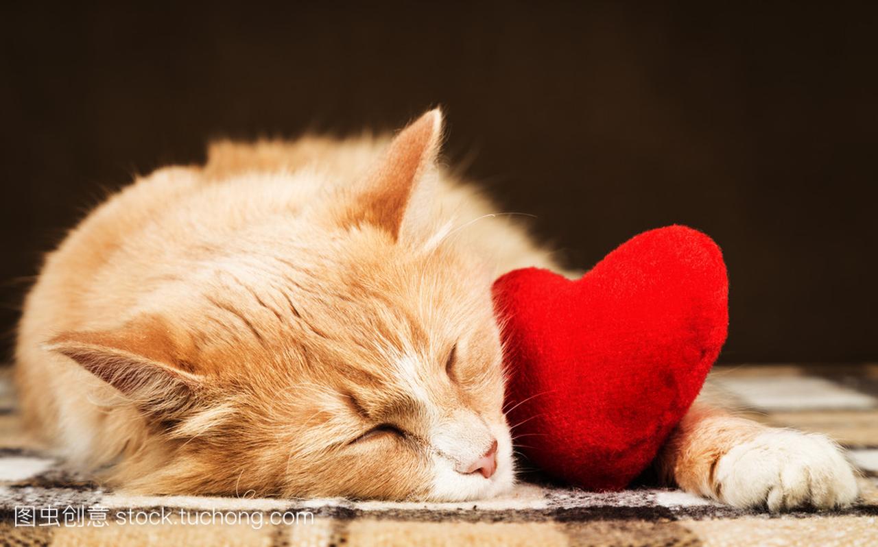 金红色的美丽猫睡着了,抱着一个小红心毛绒玩