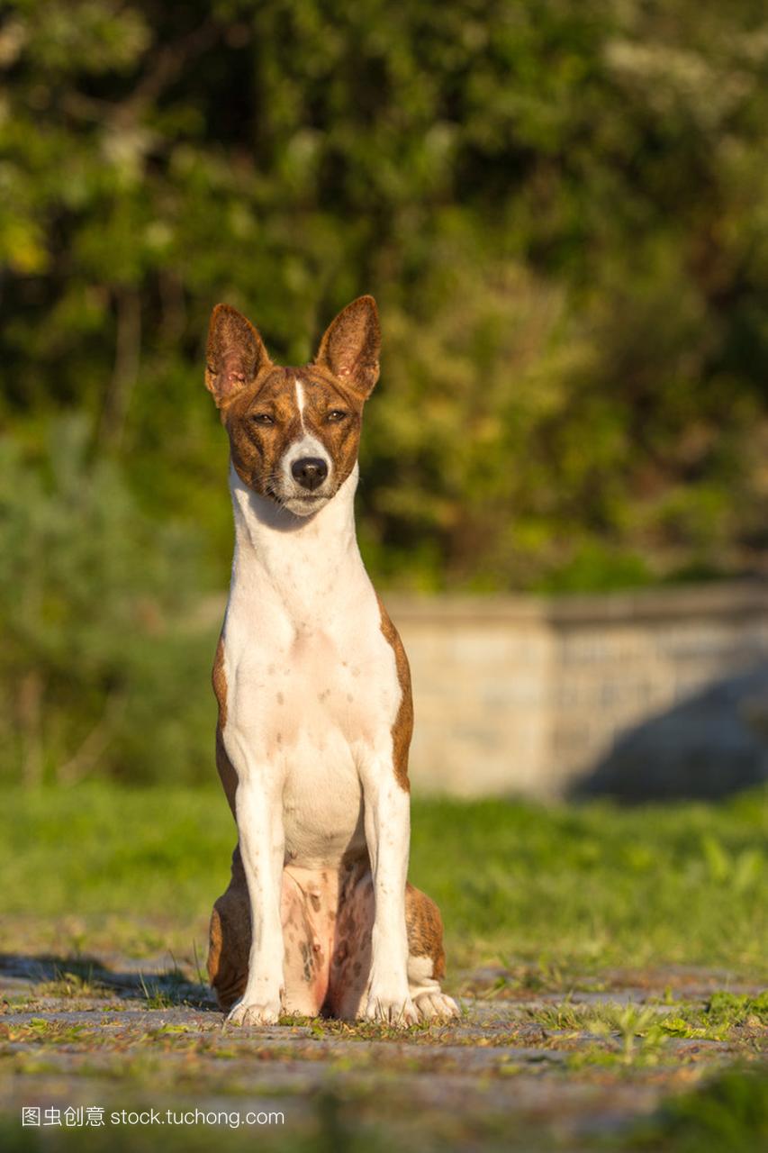 小狩猎狗品种犬