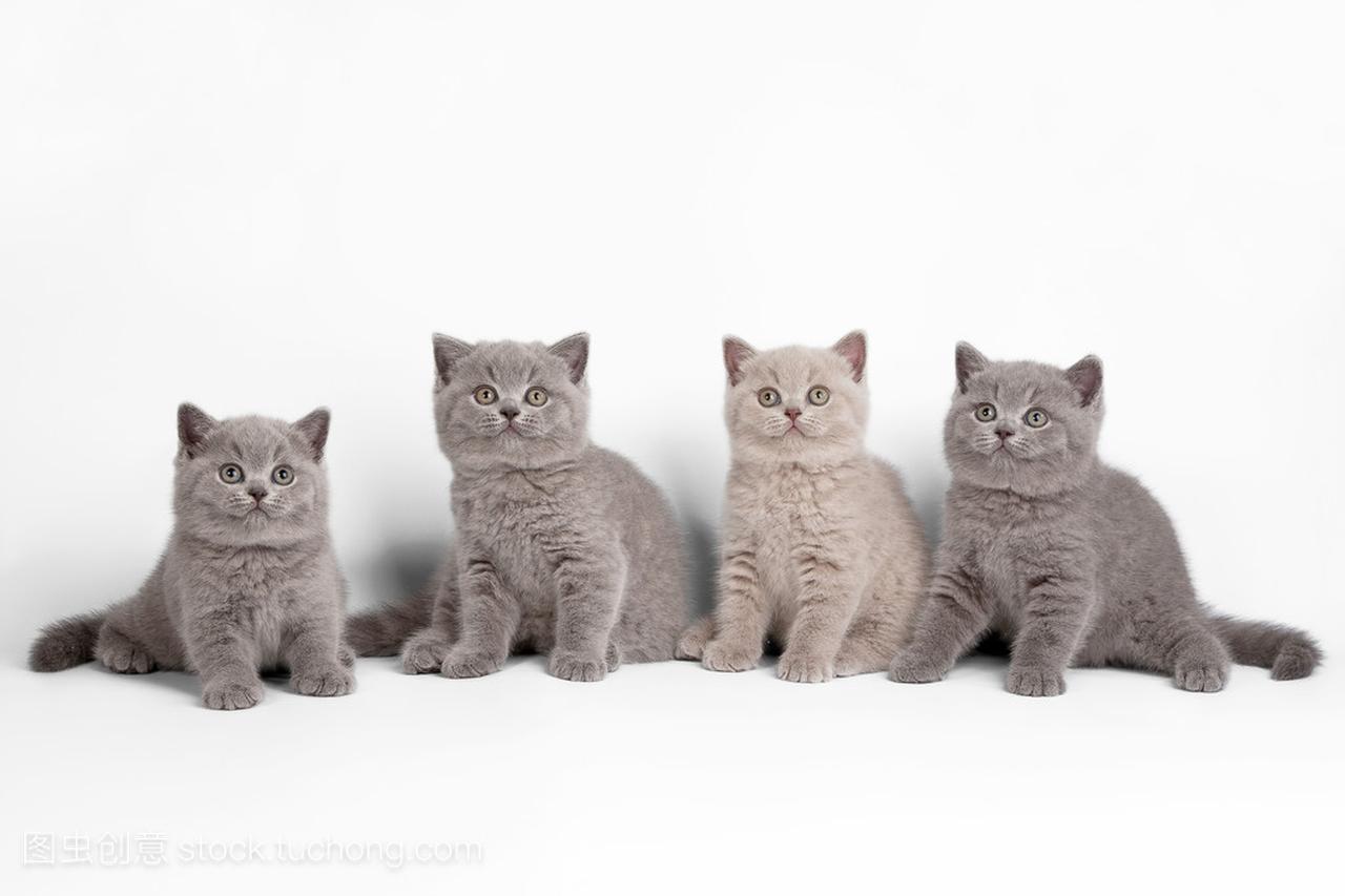 在白色背景上的四个小英国小猫