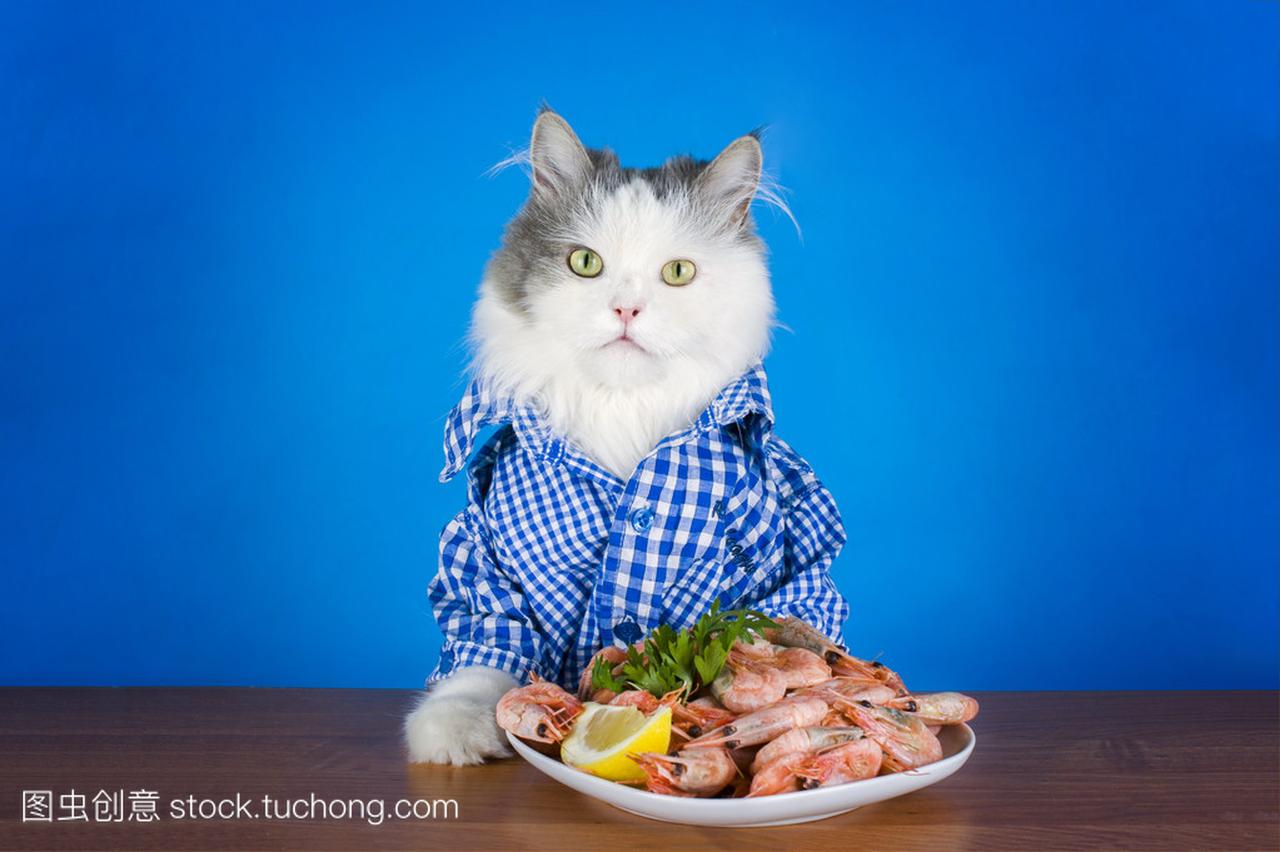 红猫吃板条炸鱼 库存照片. 图片 包括有 敌意, 宠物, 金属, 食物, 爪子, 背包, 创造性, 厨房 - 216526830