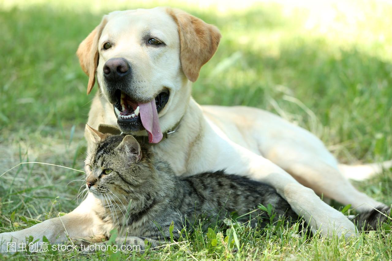 友善的狗和猫放在绿草背景