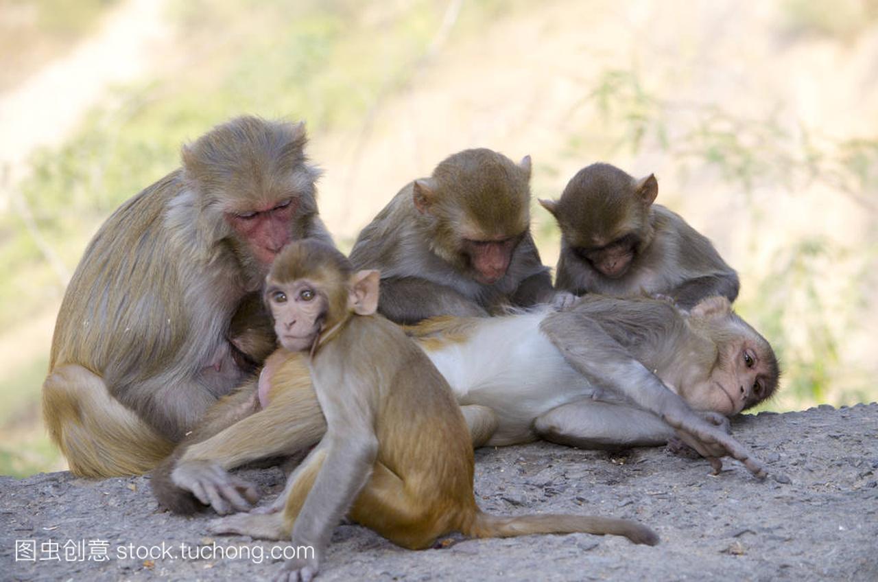 一只猴子一只猕猴在印度野生动物