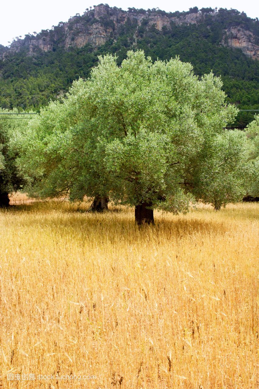 农业从地中海马略卡岛小麦的橄榄色