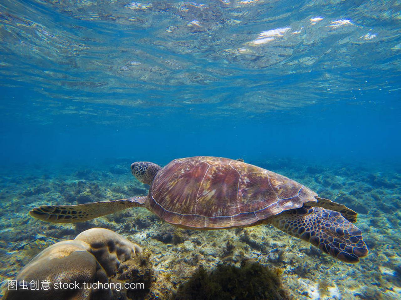 可爱的海龟水下照片。橄榄绿色海龟在热带海滨
