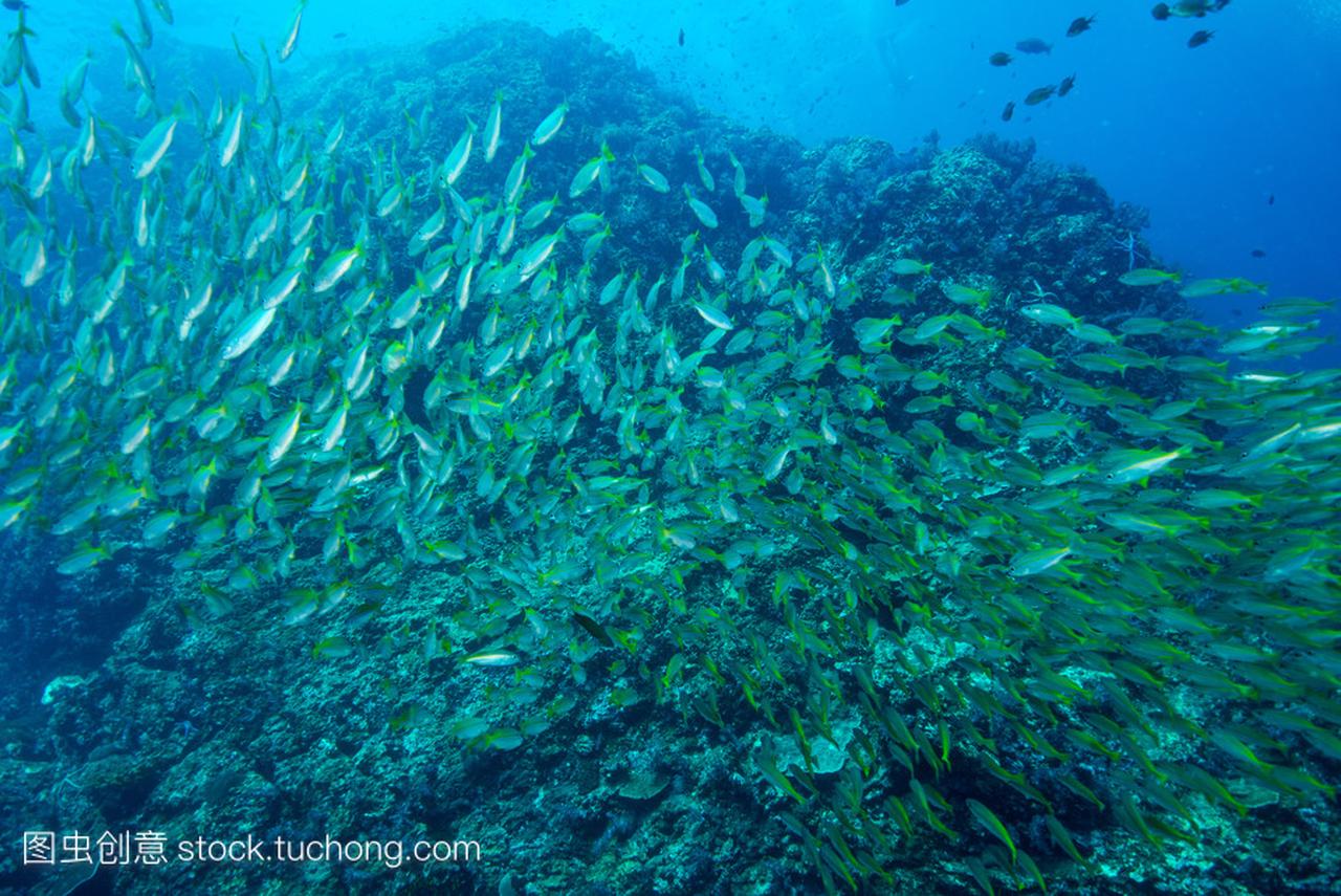 黄鲷鱼水下在普吉岛,泰国