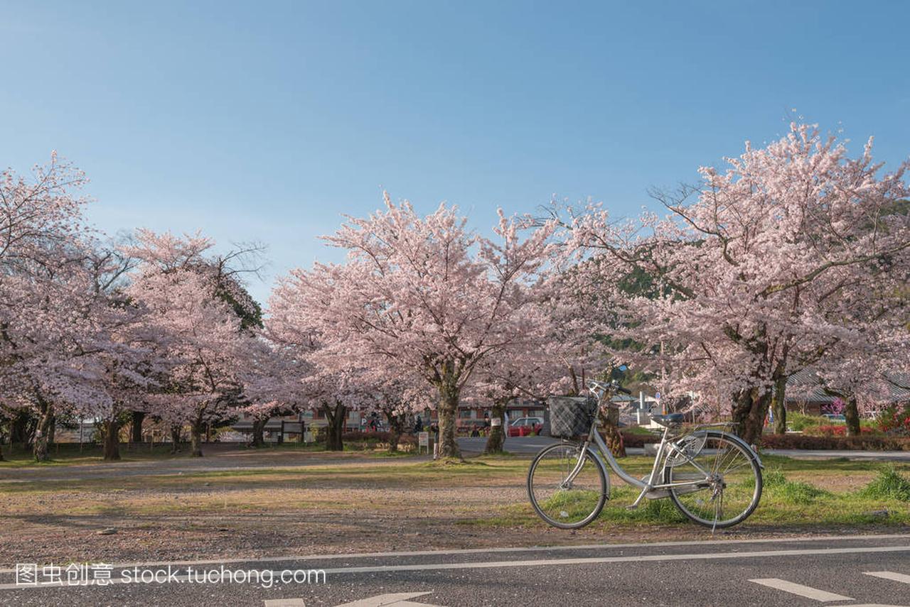 日本春天风景与樱花,岚山,京都,J