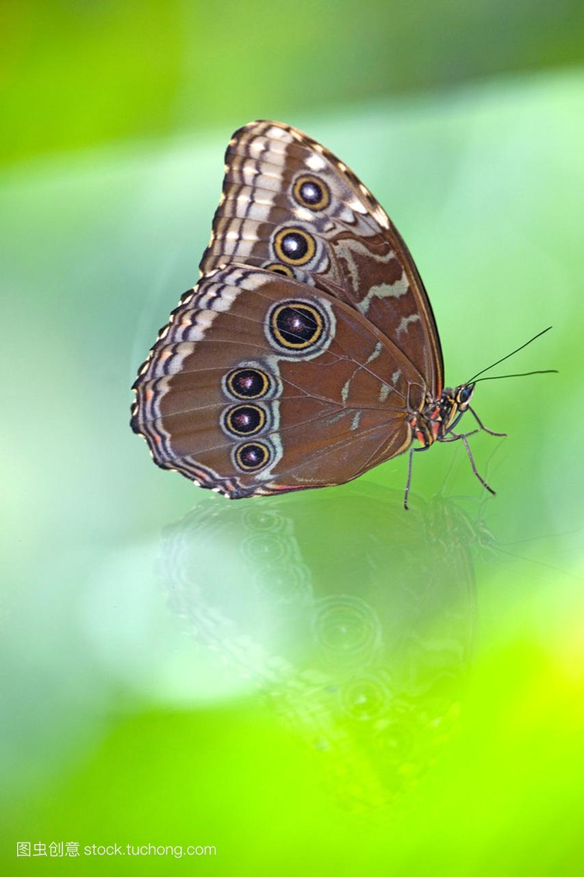 棕蝶 (如果 morpho 尤利安)、 巴拿马