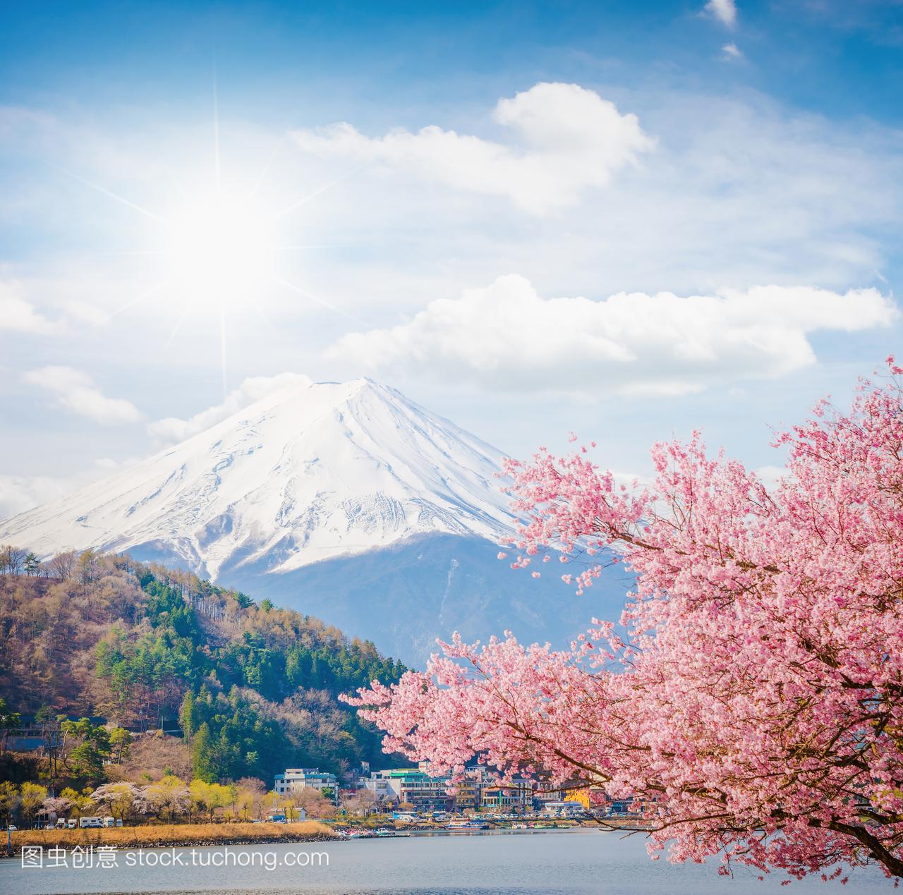 春天,樱花盛开樱花富士山
